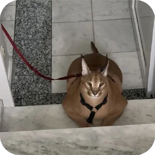 🐱 emoji Стикеры егуски Telegram sticker 11 of 41