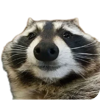 ☺ emoji Енотики🥰создатель-> @GeroinTG228 ➡️ @Ctikerubot Telegram sticker 13 of 40