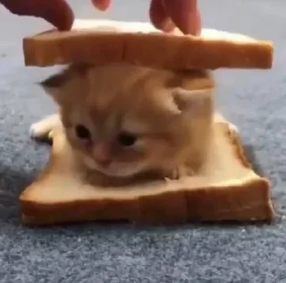 🥪 emoji @stikerk877 Telegram sticker 11 of 46