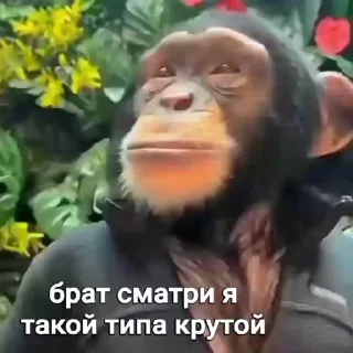 Sticker from адмен @lamurq лютий пон