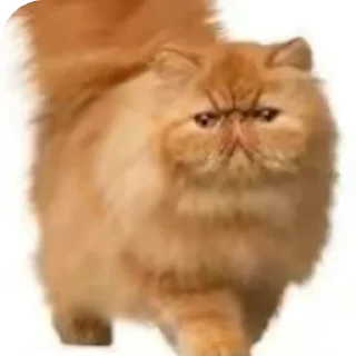 🐱 emoji Май хонест реакшен ➡️ @Ctikerubot Telegram sticker 21 of 107