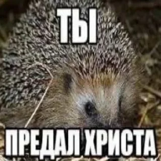 🦔 emoji Май хонест реактион 2 @HONESTREACTION69 Telegram sticker 11 of 120