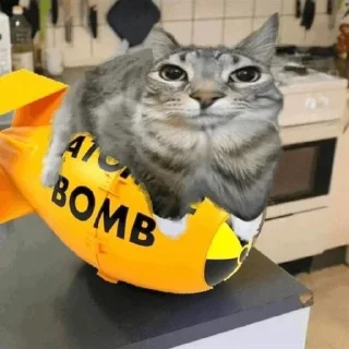 Sticker from Кот с пиздатым ебалом