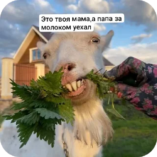 Sticker from Динаху, дуралей