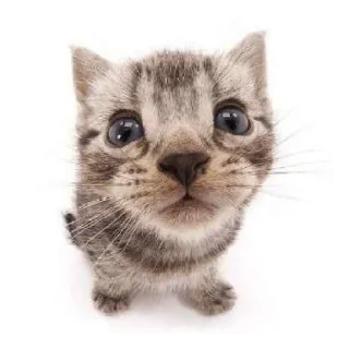 🐱 emoji K-POP Telegram sticker 20 of 32
