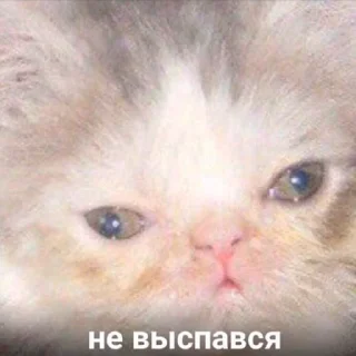😴 emoji Suicide cats Telegram sticker 6 of 112