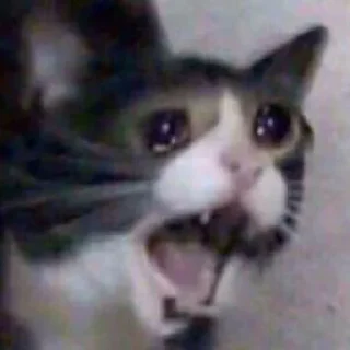 😭 emoji Suicide cats Telegram sticker 20 of 112