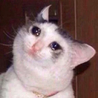 🥺 emoji Suicide cats Telegram sticker 21 of 112
