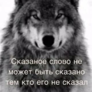 🧐 emoji Волк Telegram sticker 20 of 60
