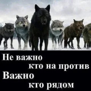 ❤️ emoji Волк Telegram sticker 18 of 60