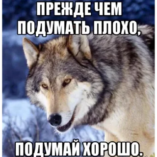 😡 emoji Волк Telegram sticker 16 of 60