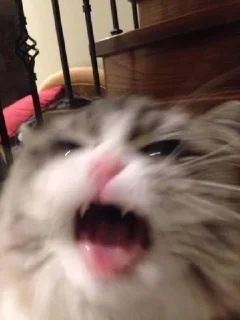 🤬 emoji Котикииии Telegram sticker 17 of 23