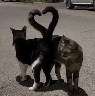 Sticker from кошечки хорошие