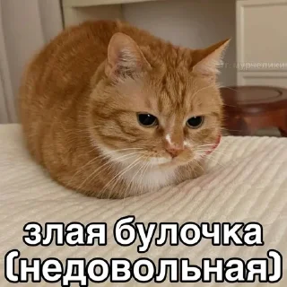 🌟 emoji Котики Telegram sticker 3 of 57