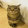🤩 emoji @SozdaiStickeriBot Эмоджи для реальных мужиков Telegram sticker 3 of 42