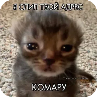 🐱 emoji милафки, ЫЫЫЫ Telegram sticker 19 of 36