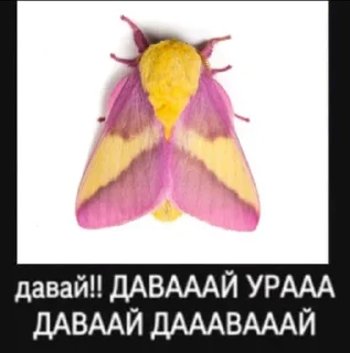 🤩 emoji джемовая канава Telegram sticker 5 of 12