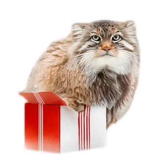 🎁 emoji Everyday Manul @animalplantspb Telegram sticker 15 of 35