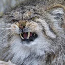 😠 emoji Manul Telegram sticker 12 of 38