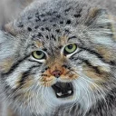 🎤 emoji Manul Telegram sticker 24 of 38