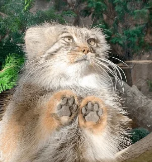 🐾 emoji Manul Telegram sticker 4 of 71