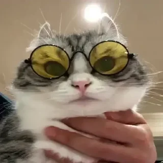 😎 emoji Комару ➡️ @Beluggggaa Telegram sticker 12 of 60