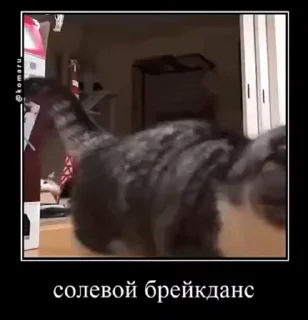 Sticker from Комару пак от 2 короля комару ➡️ @Ctikerubot