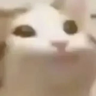 Sticker from cats!!