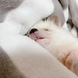 😴 emoji больше стиков @poshlstiker Telegram sticker 23 of 38