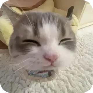 🐱 emoji 𝘤𝘢𝘵𝘴 Telegram sticker 19 of 49