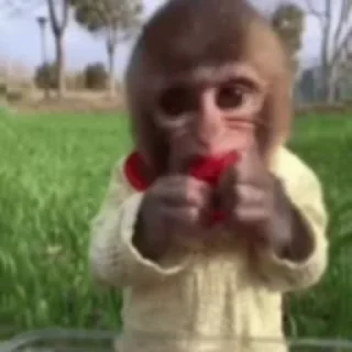 🐵 emoji @sticksbb <— больше стиков💓💘💞 Telegram sticker 17 of 50