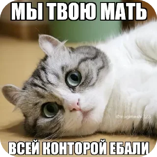🐱 emoji ого Telegram sticker 14 of 14