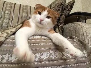 😊 emoji для фанатов чио рио Telegram sticker 22 of 23