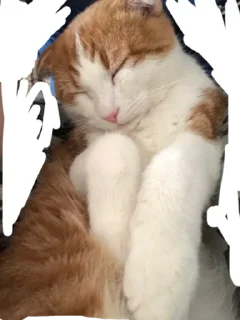 😊 emoji для фанатов чио рио Telegram sticker 20 of 23