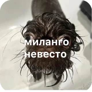 🐞 emoji чоза ➡️ @Ctikerubot Telegram sticker 17 of 18