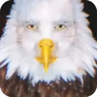 🐦 emoji Чел Telegram sticker 11 of 28