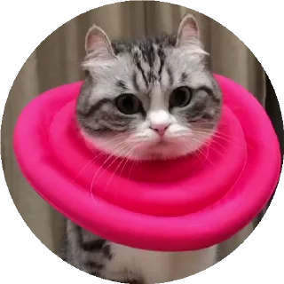 😺 emoji Больше стиков тут: @stikery4 Telegram sticker 19 of 50