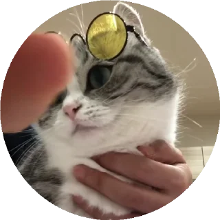 😎 emoji Больше стиков тут: @stikery4 Telegram sticker 14 of 50