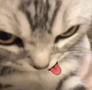 😋 emoji люблю вас | @irwqq228 Telegram sticker 21 of 31