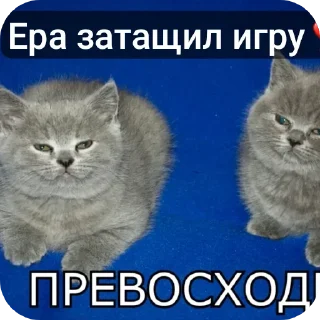🐱 emoji Еблан Telegram sticker 20 of 84