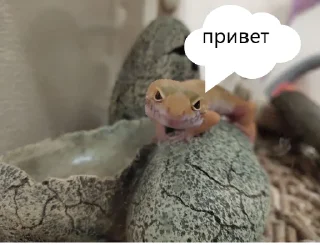 Sticker from эушка-бонни
