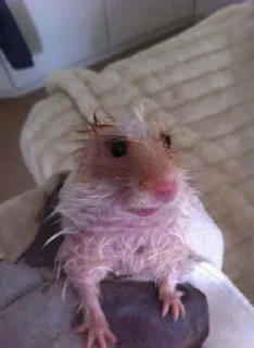 Sticker from hamsters