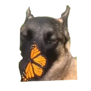 😄 emoji Dog the god Telegram sticker 6 of 14