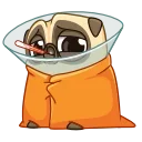 🤕 emoji Puga the Dog Telegram sticker 14 of 24