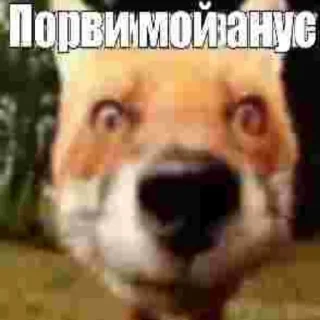 😱 emoji милые котята Telegram sticker 6 of 47