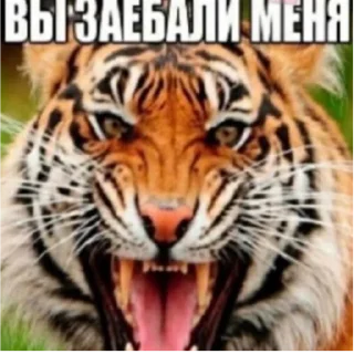 😒 emoji милые котята Telegram sticker 15 of 47