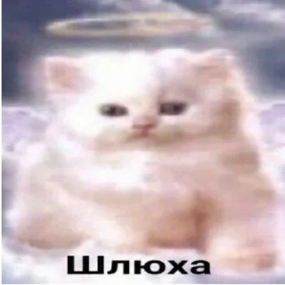 🥺 emoji милые котята Telegram sticker 17 of 47