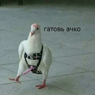 Sticker from Флекс папуги