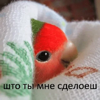 ❓ emoji Папуги — @stckrRobot Telegram sticker 6 of 96