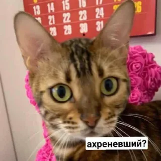 🐱 emoji эсми великая Telegram sticker 11 of 23